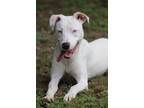 Adopt Lilly (deaf) a White Catahoula Leopard Dog / Mixed dog in Ocean Springs
