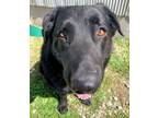 Adopt Farley a Black Labrador Retriever / Mixed dog in Leavenworth