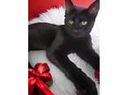 Adopt Brenda a All Black Domestic Shorthair / Domestic Shorthair / Mixed cat in