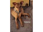Adopt Valerie a Tan/Yellow/Fawn Mixed Breed (Medium) / Mixed dog in Calexico