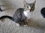 Adopt Lukas a Tan or Fawn Tabby Domestic Shorthair (short coat) cat in Fort