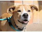 Adopt Paisley a Tan/Yellow/Fawn - with White American Pit Bull Terrier / Mixed