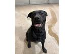 Adopt Henry a Black Labrador Retriever / Mixed Breed (Large) / Mixed dog in Fort