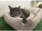 Adopt Tina a Gray or Blue American Shorthair (short coat) cat in Oceanside