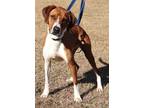 Adopt RUFUS a Hound (Unknown Type) / Mixed dog in Marianna, FL (37188136)
