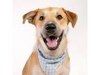 Adopt Hurley a Tan/Yellow/Fawn Carolina Dog / Shepherd (Unknown Type) / Mixed