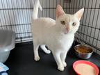 Adopt Iris a Domestic Shorthair / Mixed (short coat) cat in Pittsboro