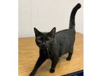 Adopt Moe a Domestic Shorthair / Mixed (short coat) cat in Portland