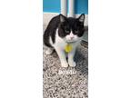 Adopt Bandit a Domestic Shorthair / Mixed (short coat) cat in Kendallville