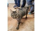 Adopt BG a Domestic Shorthair / Mixed cat in Bolivar, MO (34774632)