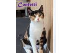 Adopt Confetti a Domestic Shorthair / Mixed (short coat) cat in Mission