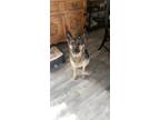 Adopt Raven (SC) a German Shepherd Dog / Mixed dog in San Angelo, TX (37173808)