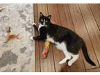 Adopt Oogie a Black & White or Tuxedo Domestic Shorthair / Mixed (short coat)
