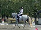 SF Liberte- dressage horse