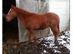 2 YO Chestnut Thoroughbred Colt