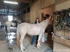 Palomino Filly TWHBEA 22101128