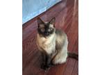 Adopt Sicily - 8 years young! a Siamese