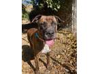 Adopt Minnie a Mastiff, Boxer