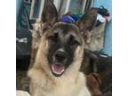 Adopt Luna *Courtesy Post* a German Shepherd Dog, Norwegian Elkhound