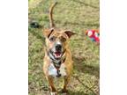 Adopt Gamora a Pit Bull Terrier, Whippet