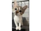Adopt $80 adopt fee kittens a Domestic Short Hair