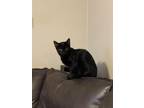 Adopt Spooky a Domestic Short Hair