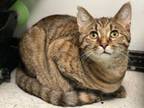 Adopt LYNX a Domestic Short Hair, Tabby