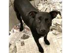 Adopt Jan a Labrador Retriever