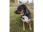 Adopt Coco a Rottweiler