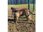 Adopt Silk a Mastiff, Mixed Breed