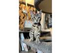 Adopt Juniper a Domestic Short Hair, Tabby