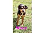 Adopt Missy a Australian Cattle Dog / Blue Heeler, Hound