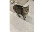 Adopt Carmen a Domestic Short Hair