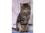 Adopt Charlotte a Domestic Short Hair