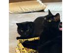 Adopt Michele (and Romy) a Domestic Short Hair
