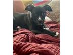 Adopt Alice a Pit Bull Terrier, Mixed Breed