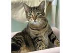 Adopt Guava a Domestic Short Hair