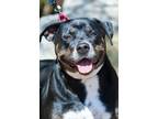 Adopt Rain a Rottweiler