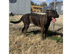 Adopt Pina Colada a Mastiff