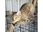 Adopt Monet a Tabby