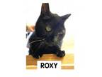 Adopt Roxy a Domestic Short Hair