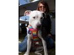 Adopt Laccey a Pit Bull Terrier