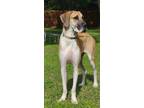 Adopt Sandy-AVAILABLE a Great Dane
