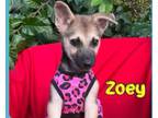Adopt Zoey (German Sheperd litter) a German Shepherd Dog