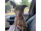 Adopt Rosie a Weimaraner, Mixed Breed