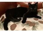 Adopt Acadia a American Shorthair