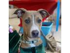 Adopt Janice a Catahoula Leopard Dog, Pit Bull Terrier