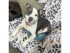 Adopt Luna Belle a American Staffordshire Terrier, Mixed Breed
