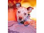 Adopt kolache a Australian Cattle Dog / Blue Heeler