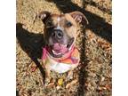 Adopt Penny a Pit Bull Terrier, Boxer